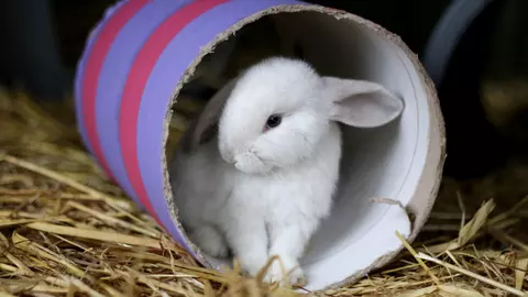 A young white rabbit grooms themselves in a stripy cardboard tunnel.